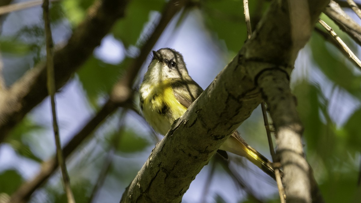 American Redstart - ML636069269