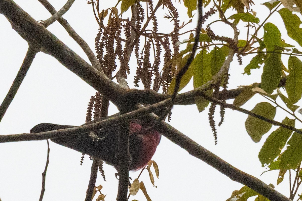 Black-and-crimson Oriole - ML636069276
