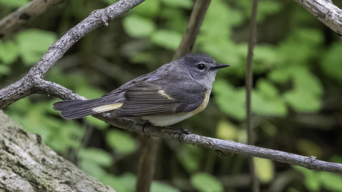 American Redstart - ML636069285