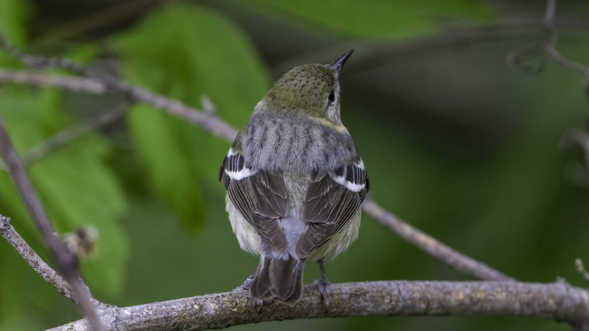 Bay-breasted Warbler - ML636069313