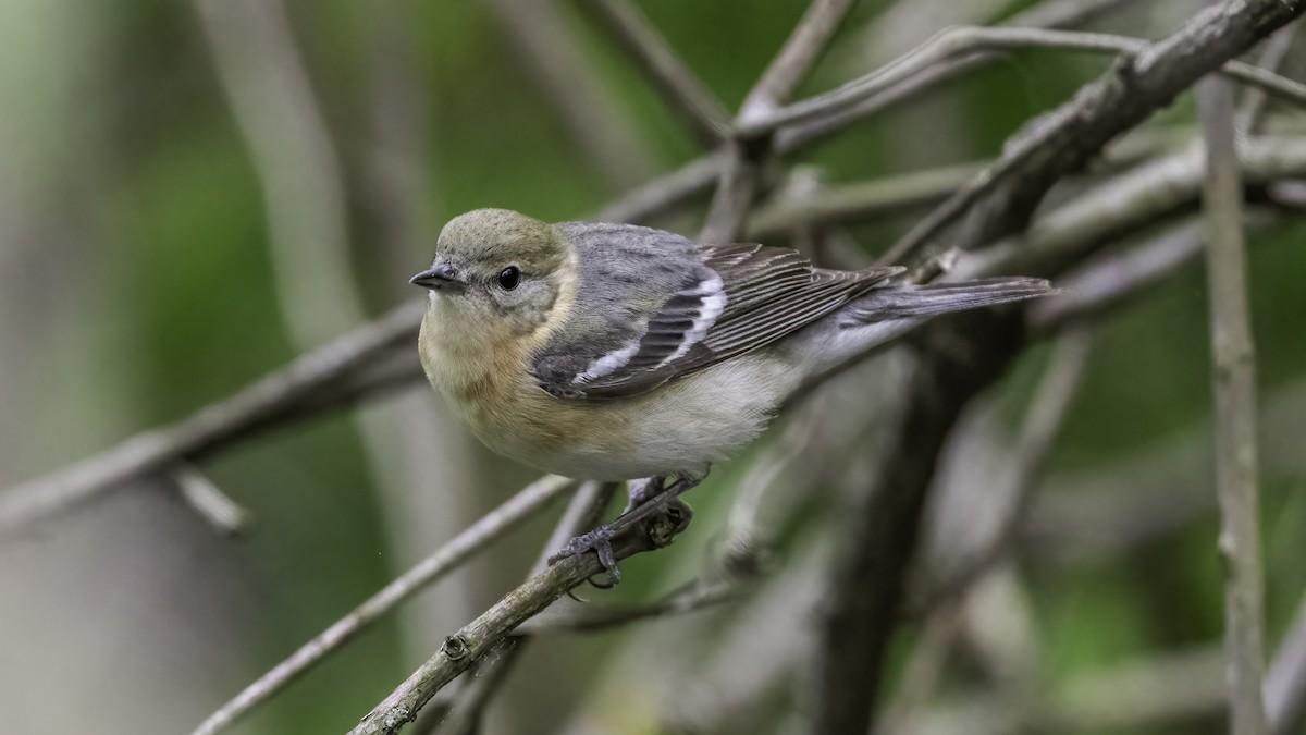 Bay-breasted Warbler - ML636069314