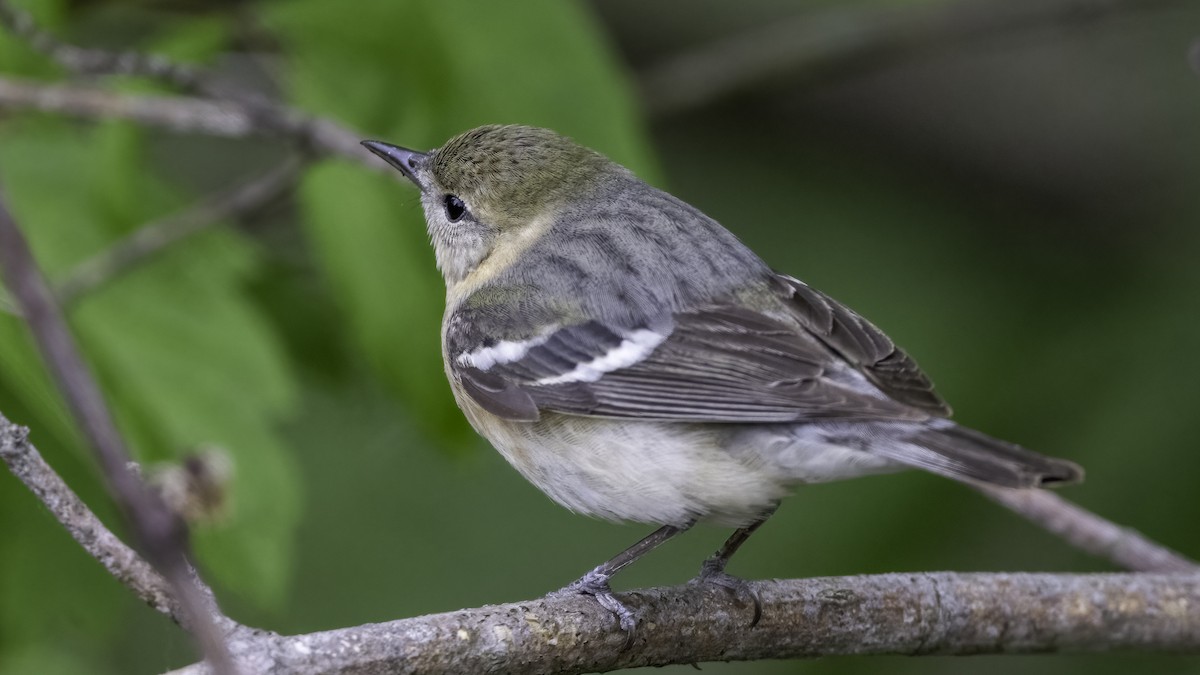 Bay-breasted Warbler - ML636069331