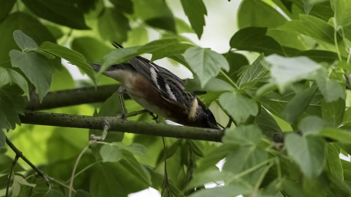 Bay-breasted Warbler - ML636069358
