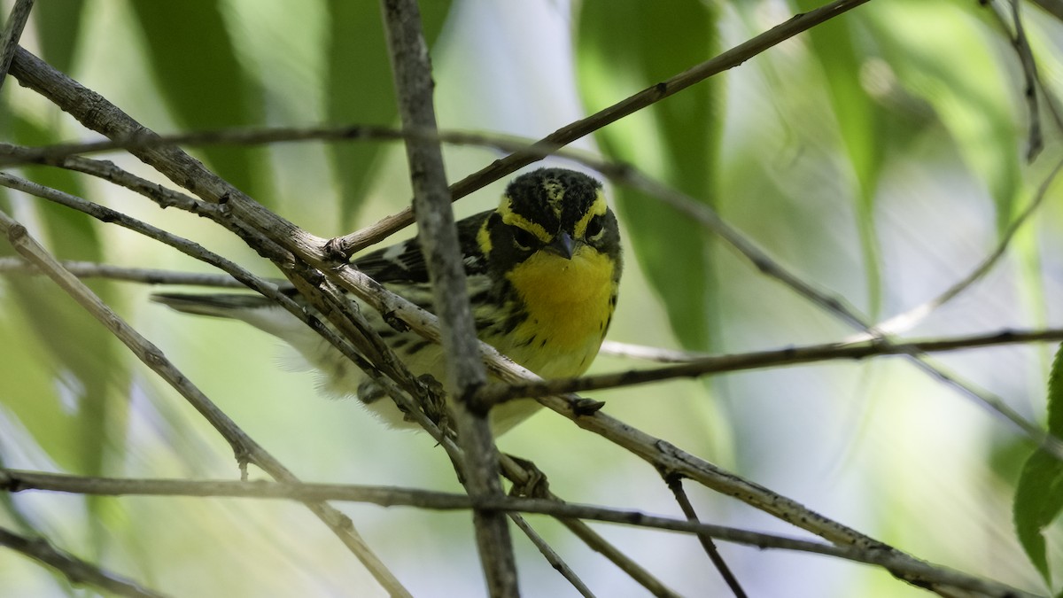 Blackburnian Warbler - ML636069377