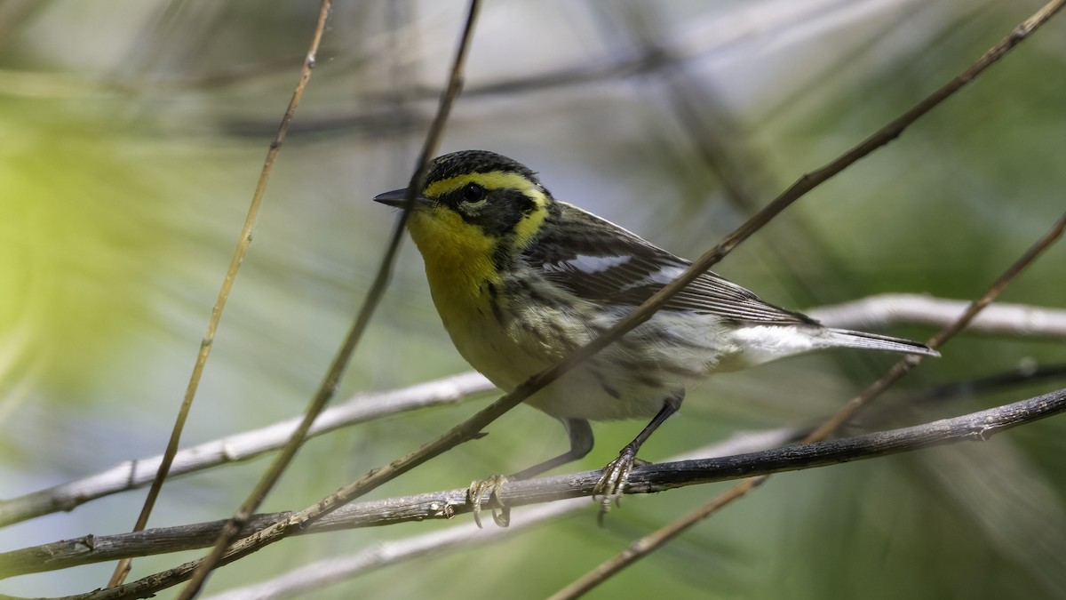 Blackburnian Warbler - ML636069378
