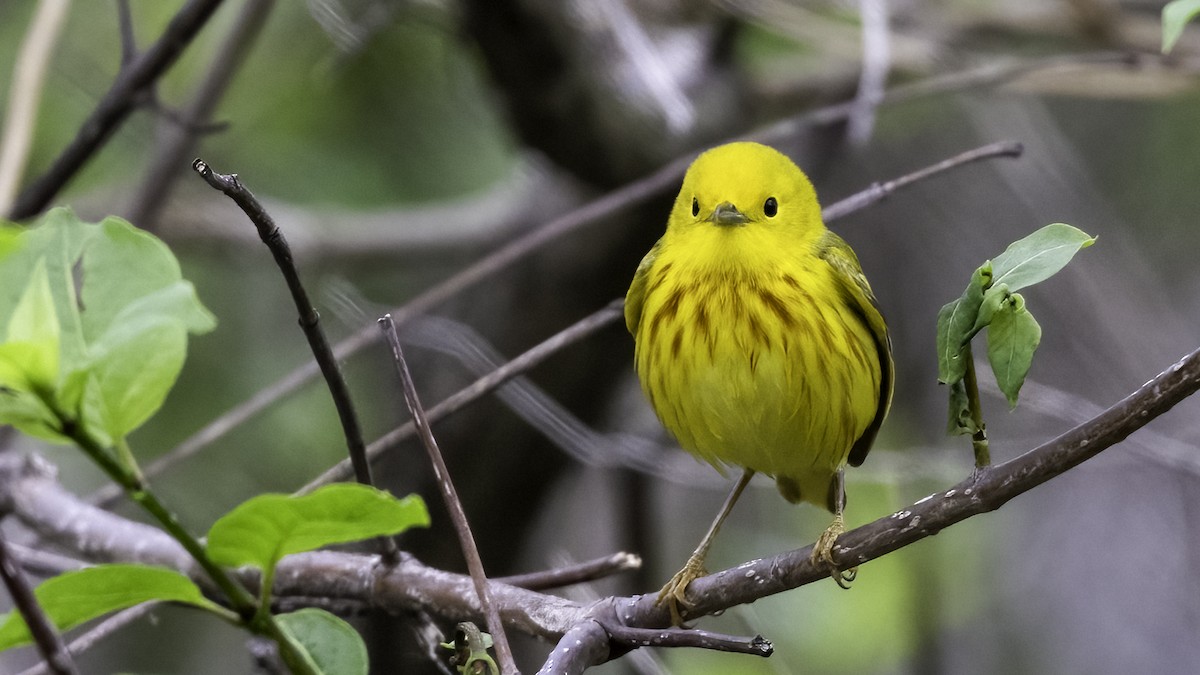 Northern Yellow Warbler - ML636069392