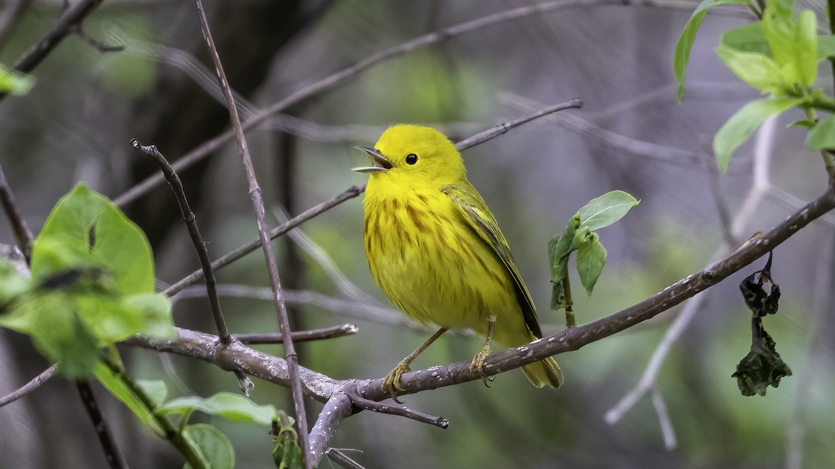 Northern Yellow Warbler - ML636069393