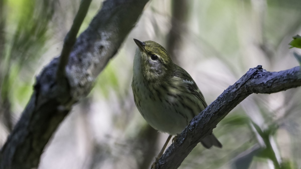 Blackpoll Warbler - ML636069416