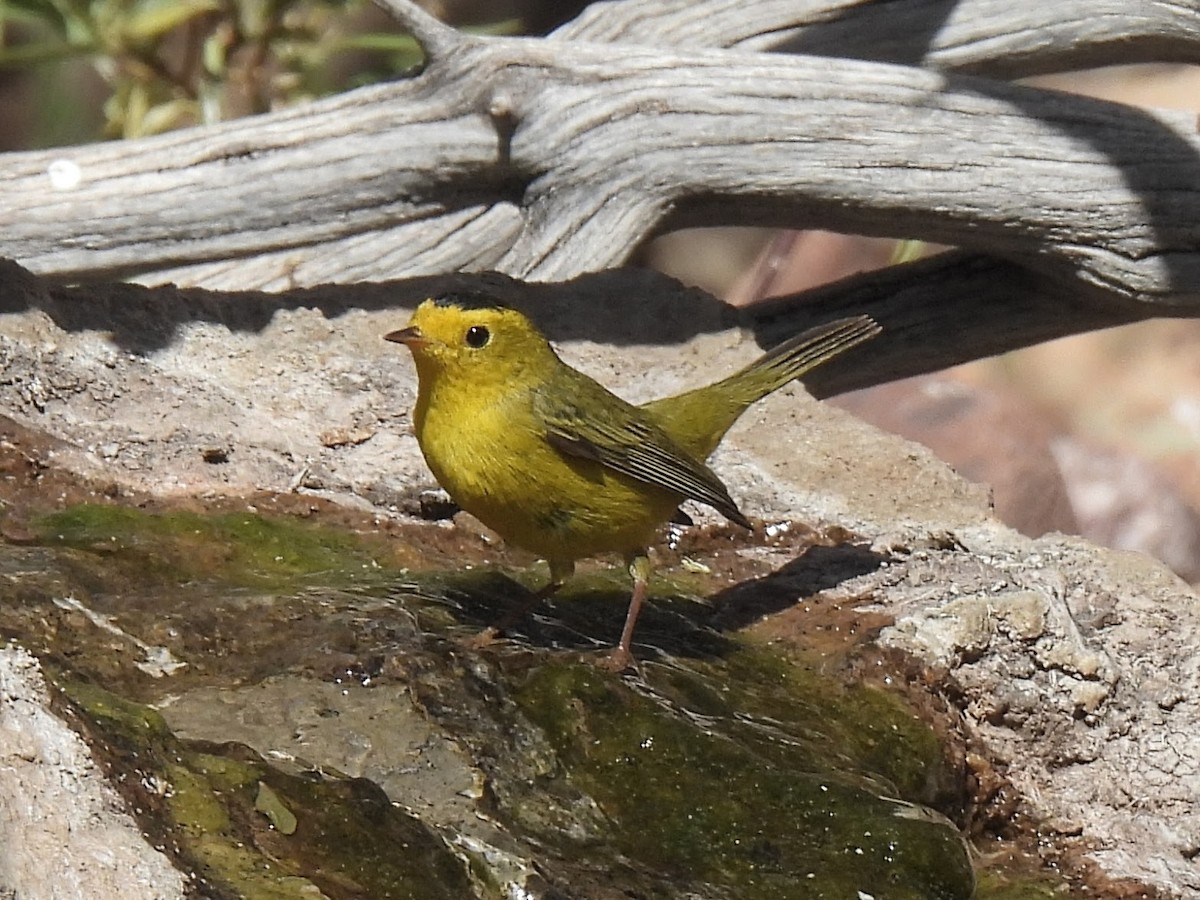 Wilson's Warbler - ML636069432