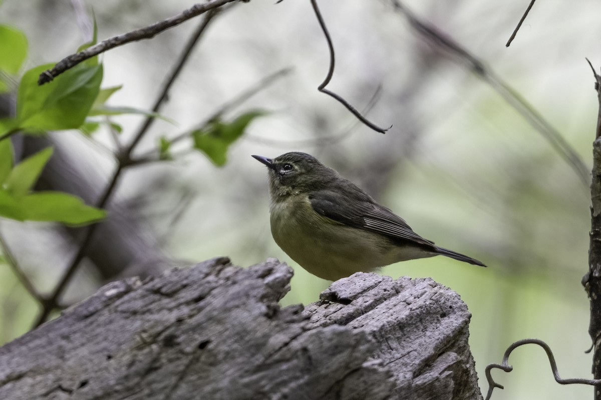Black-throated Blue Warbler - ML636069446