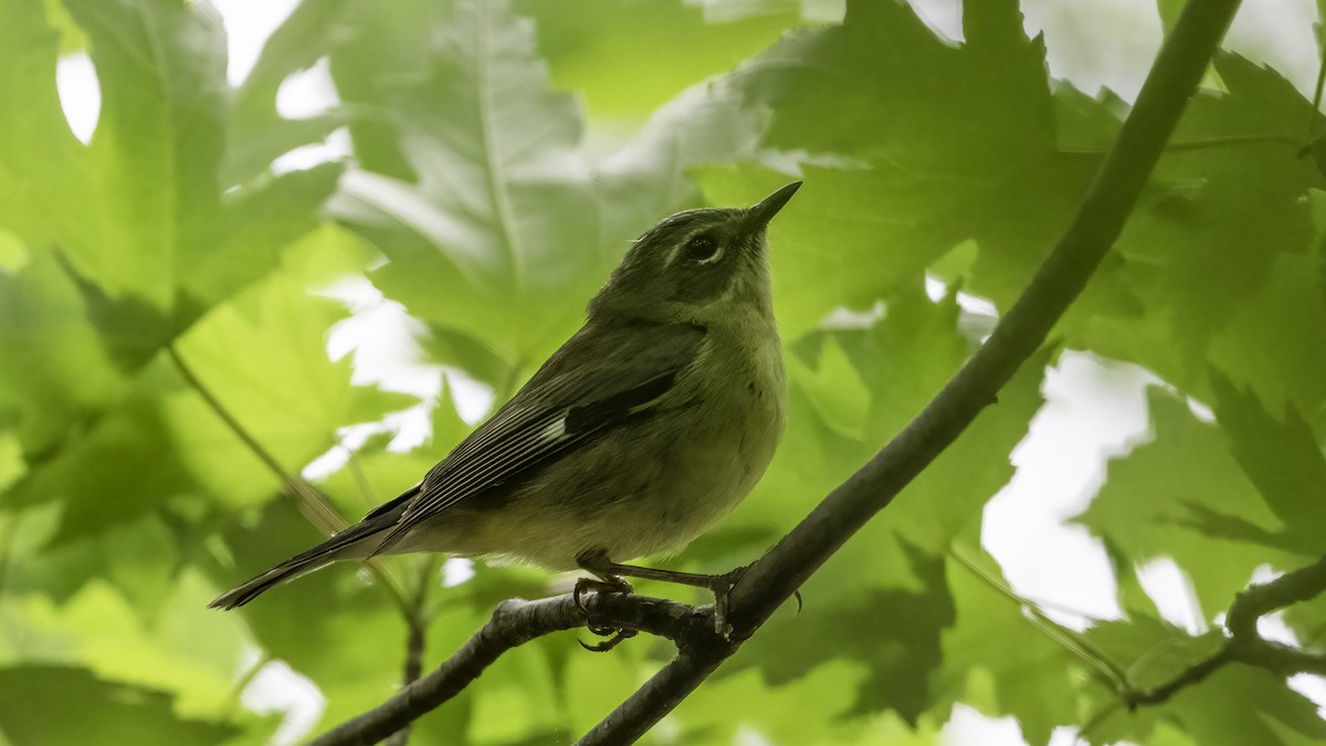 Black-throated Blue Warbler - ML636069447