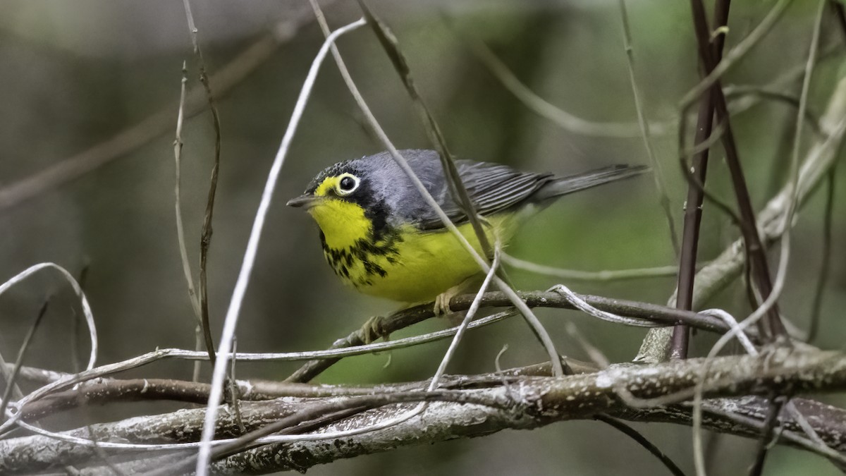 Canada Warbler - ML636069483