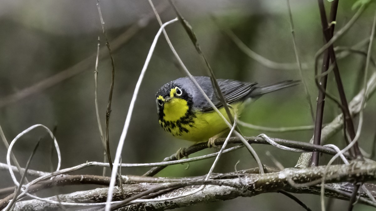 Canada Warbler - ML636069484