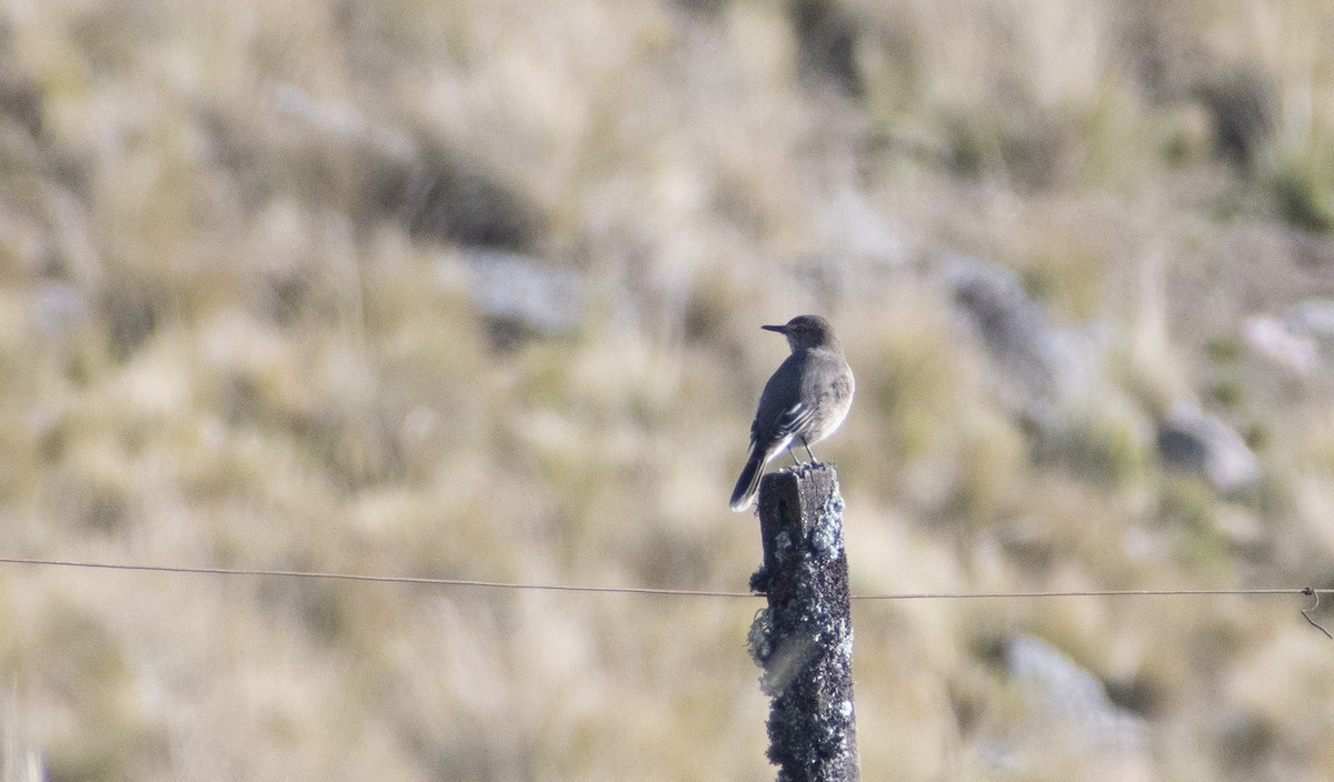 Black-billed Shrike-Tyrant - ML636069500