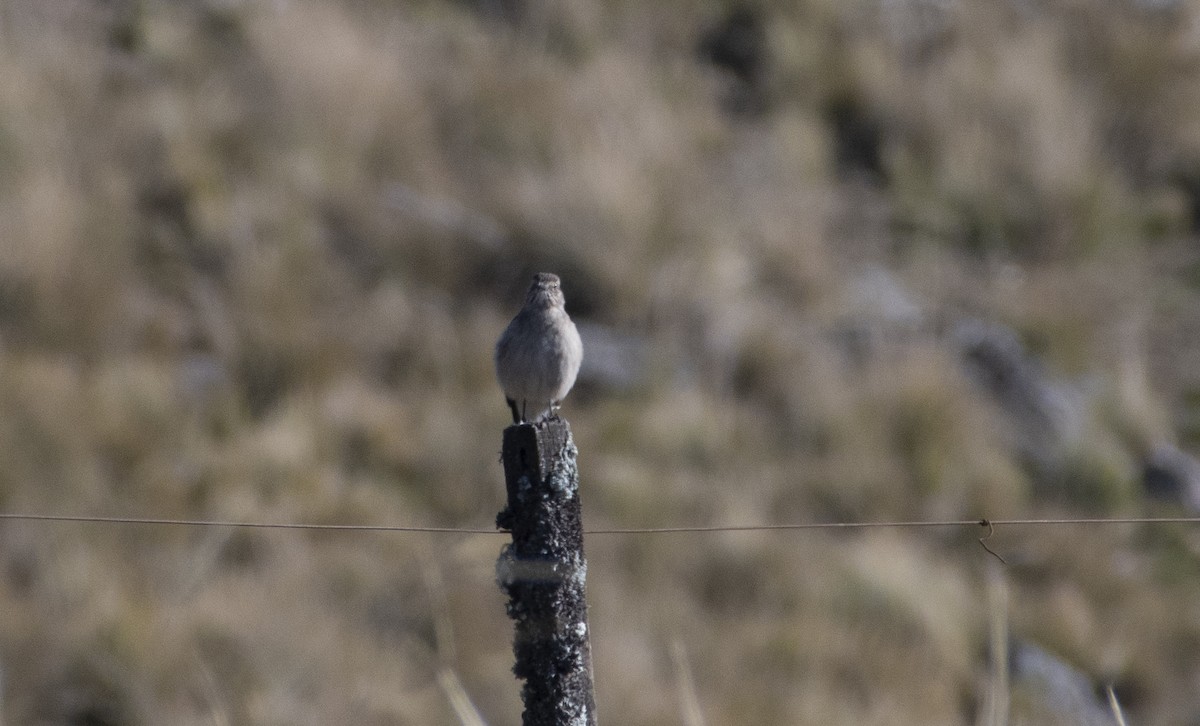 Black-billed Shrike-Tyrant - ML636069501