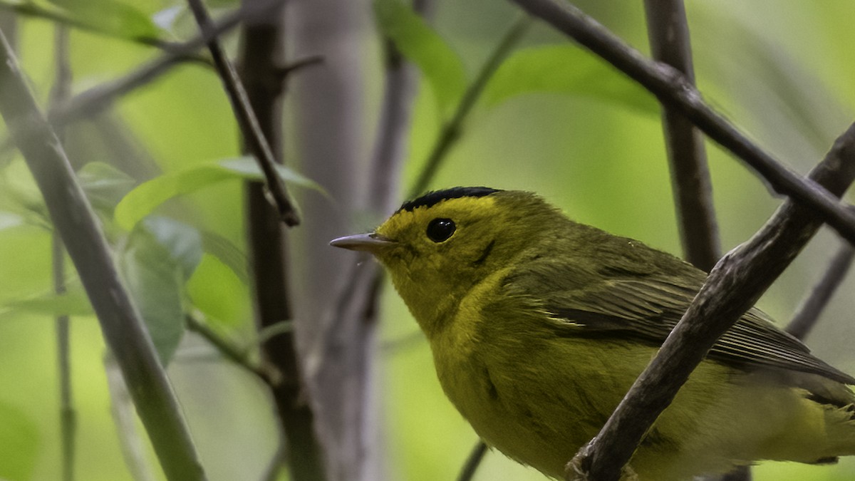 Wilson's Warbler - ML636069508