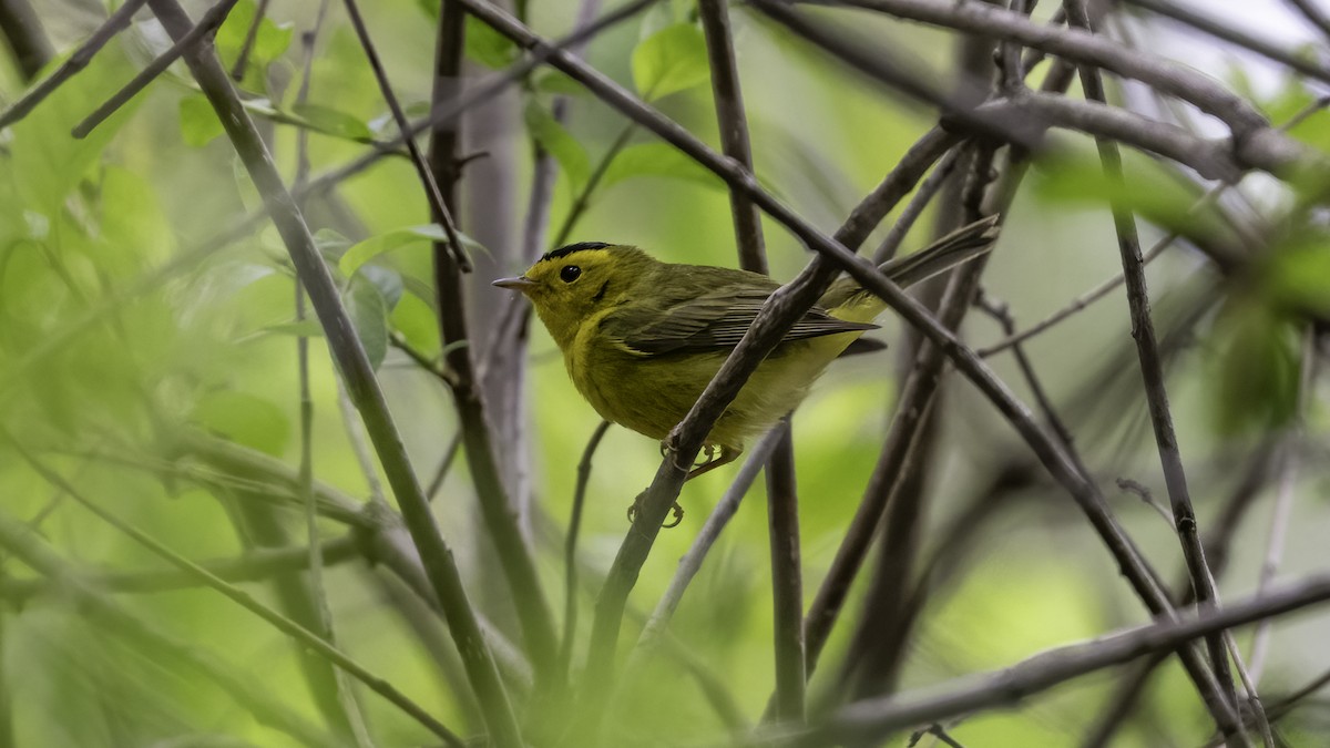 Wilson's Warbler - ML636069509