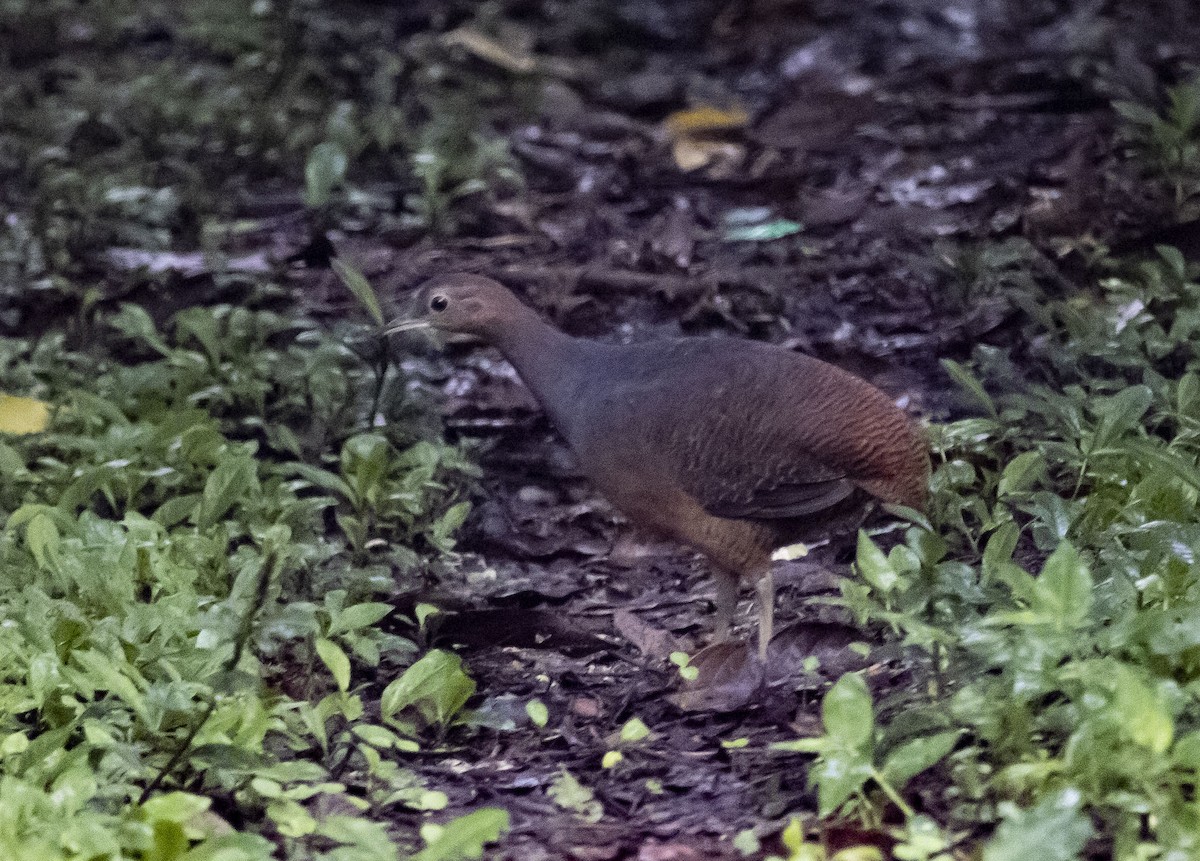 Yellow-legged Tinamou (noctivagus) - ML636069516