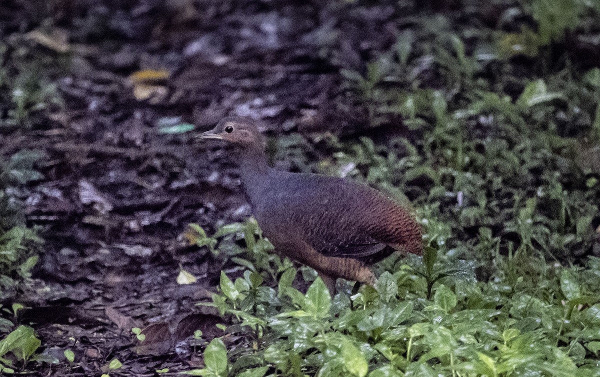 Yellow-legged Tinamou (noctivagus) - ML636069517