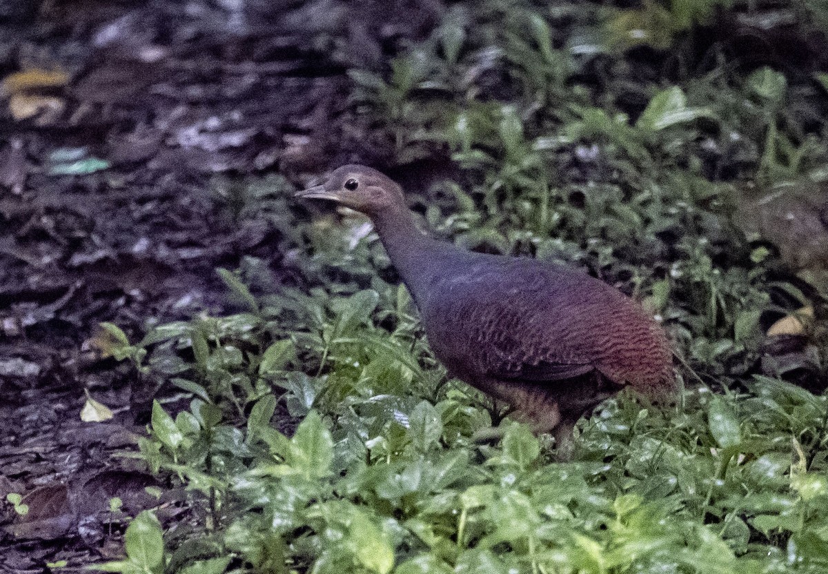 Yellow-legged Tinamou (noctivagus) - ML636069518
