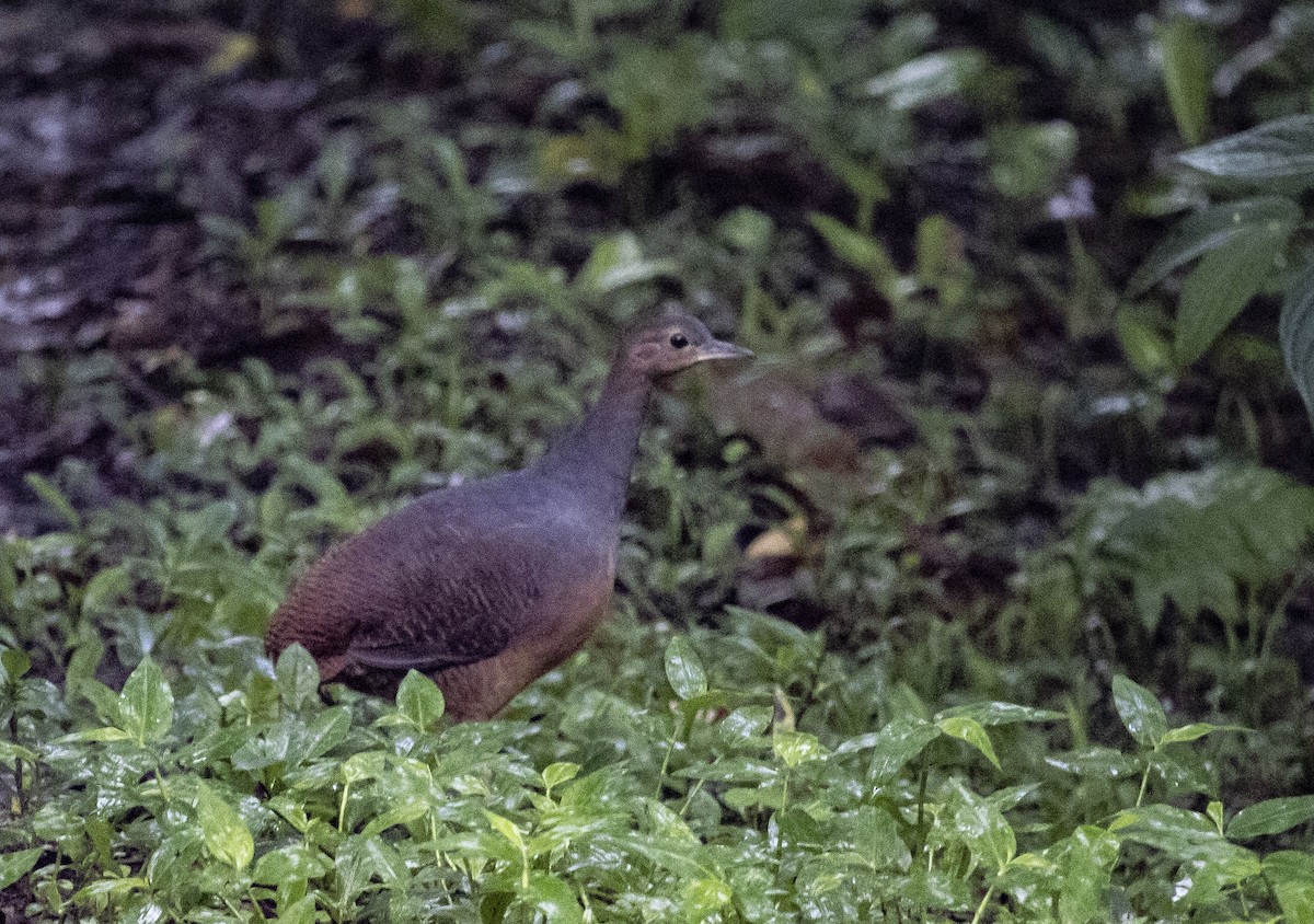 Yellow-legged Tinamou (noctivagus) - ML636069520