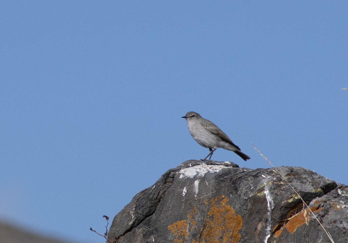 Cinereous Ground-Tyrant - ML636069543