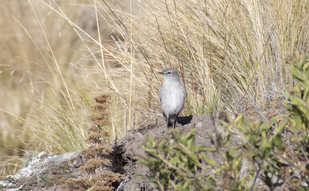 Cinereous Ground-Tyrant - ML636069545