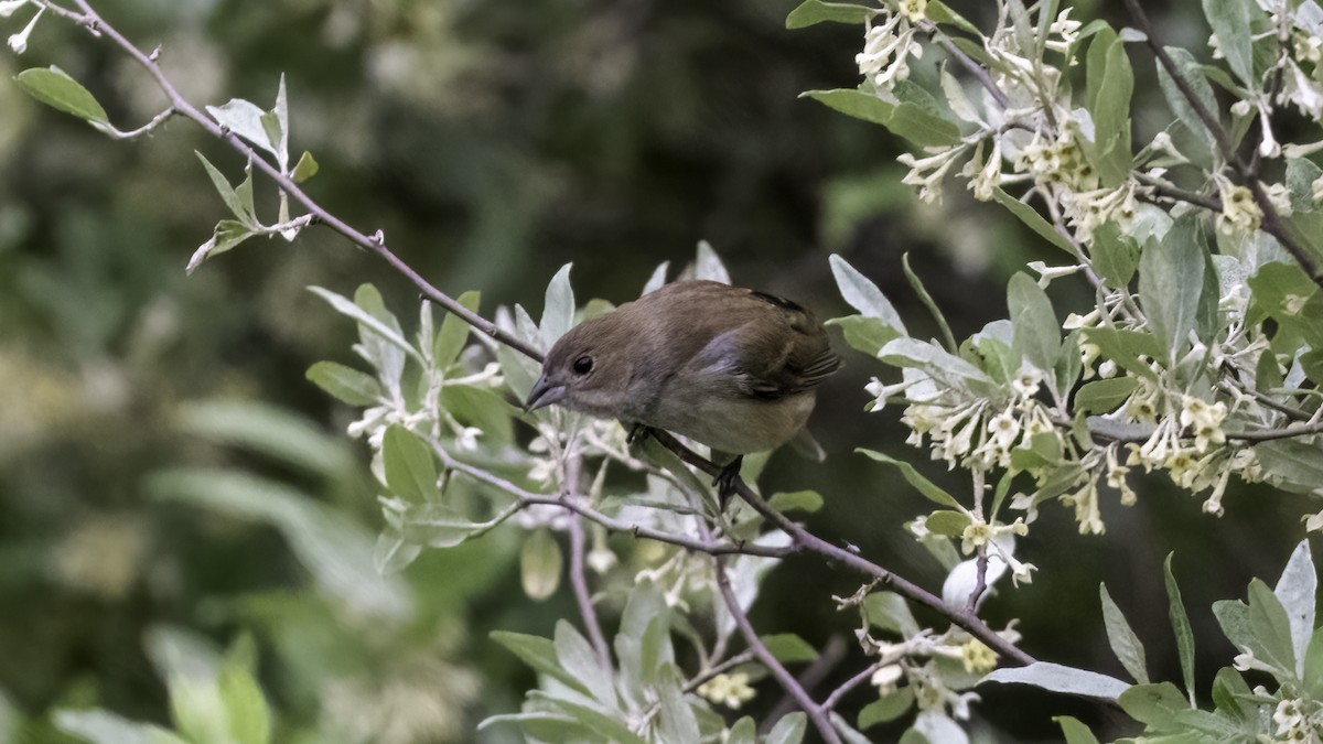 Indigo Bunting - ML636069576