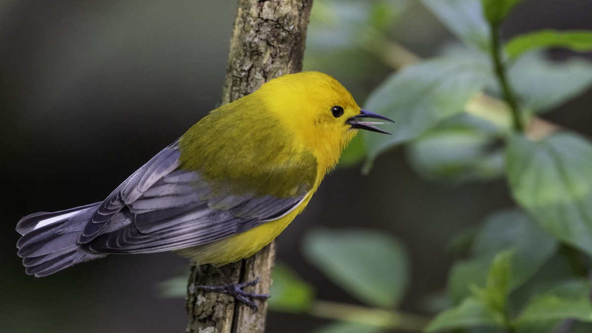 Prothonotary Warbler - ML636069595