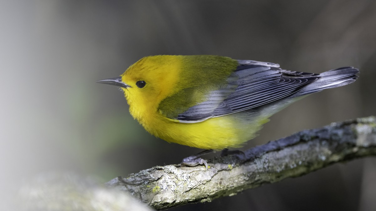 Prothonotary Warbler - ML636069612