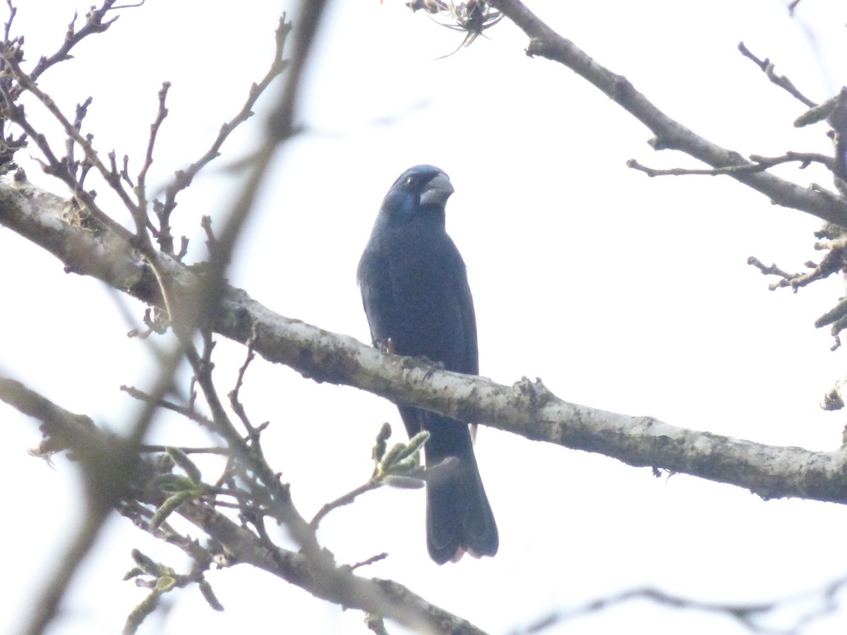 Ultramarine Grosbeak - ML636069699