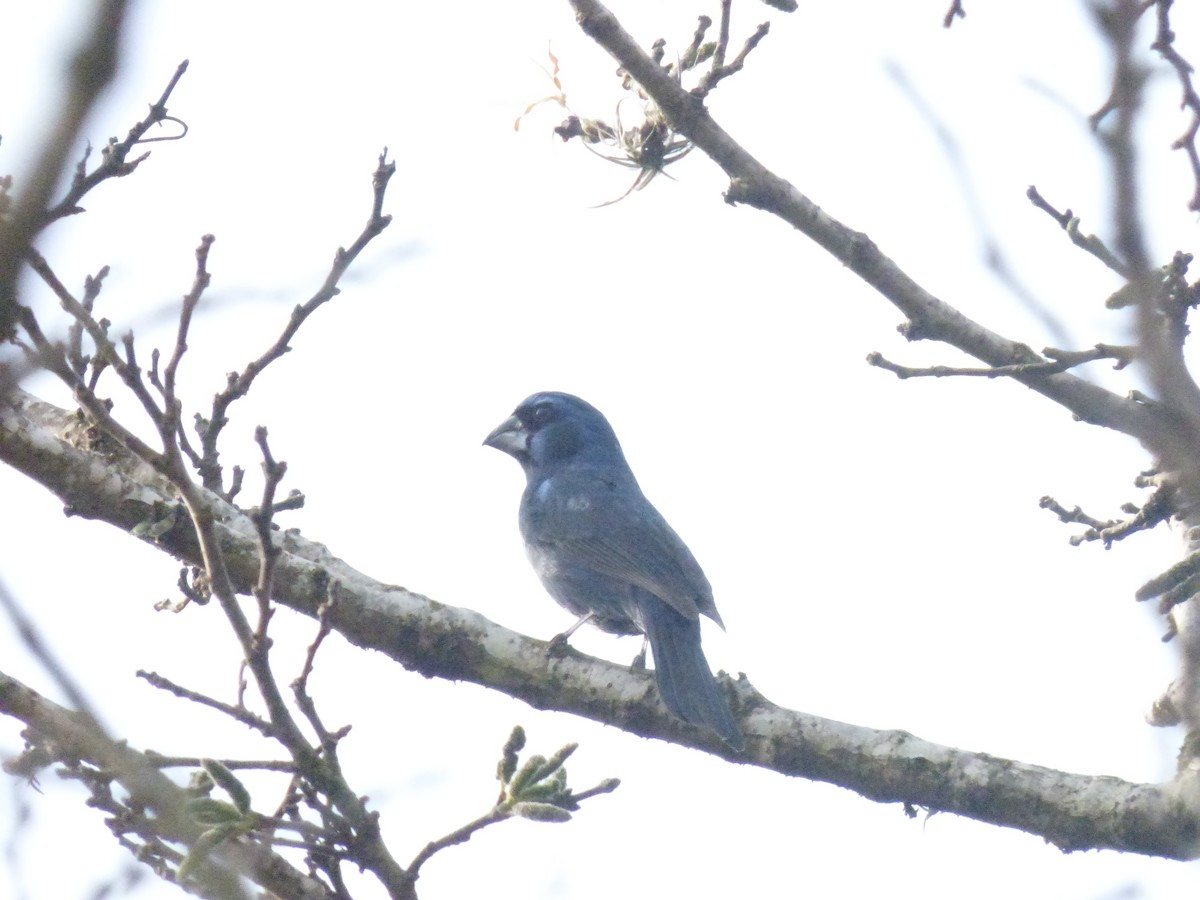 Ultramarine Grosbeak - ML636069716