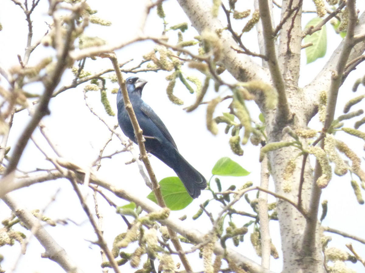 Ultramarine Grosbeak - ML636069723