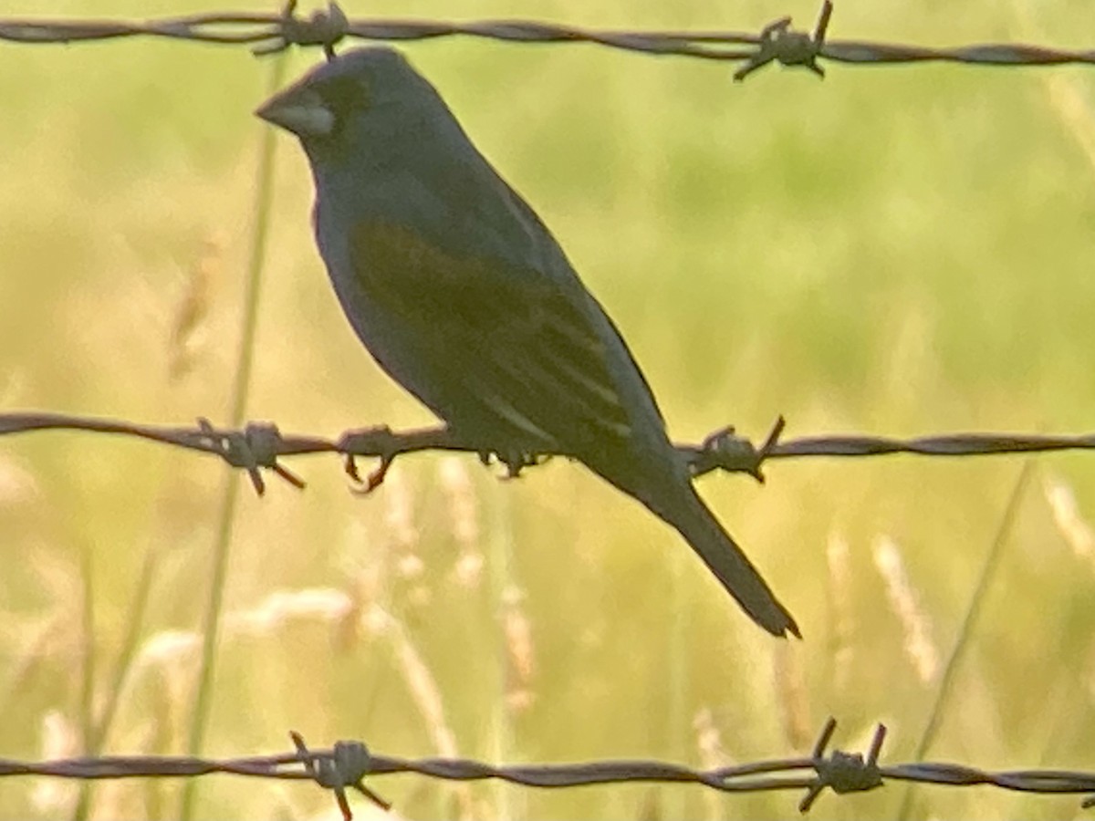 Blue Grosbeak - ML636069779