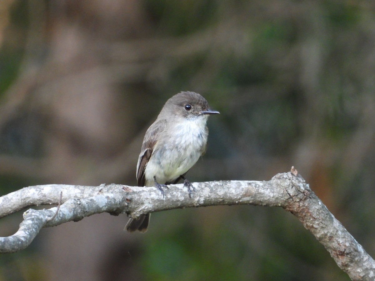 Eastern Phoebe - ML636069789