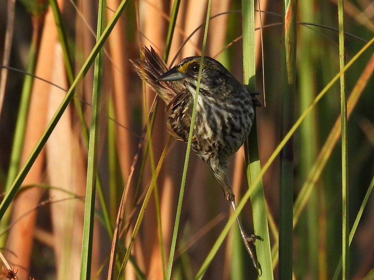 Seaside Sparrow (Cape Sable) - ML636069998