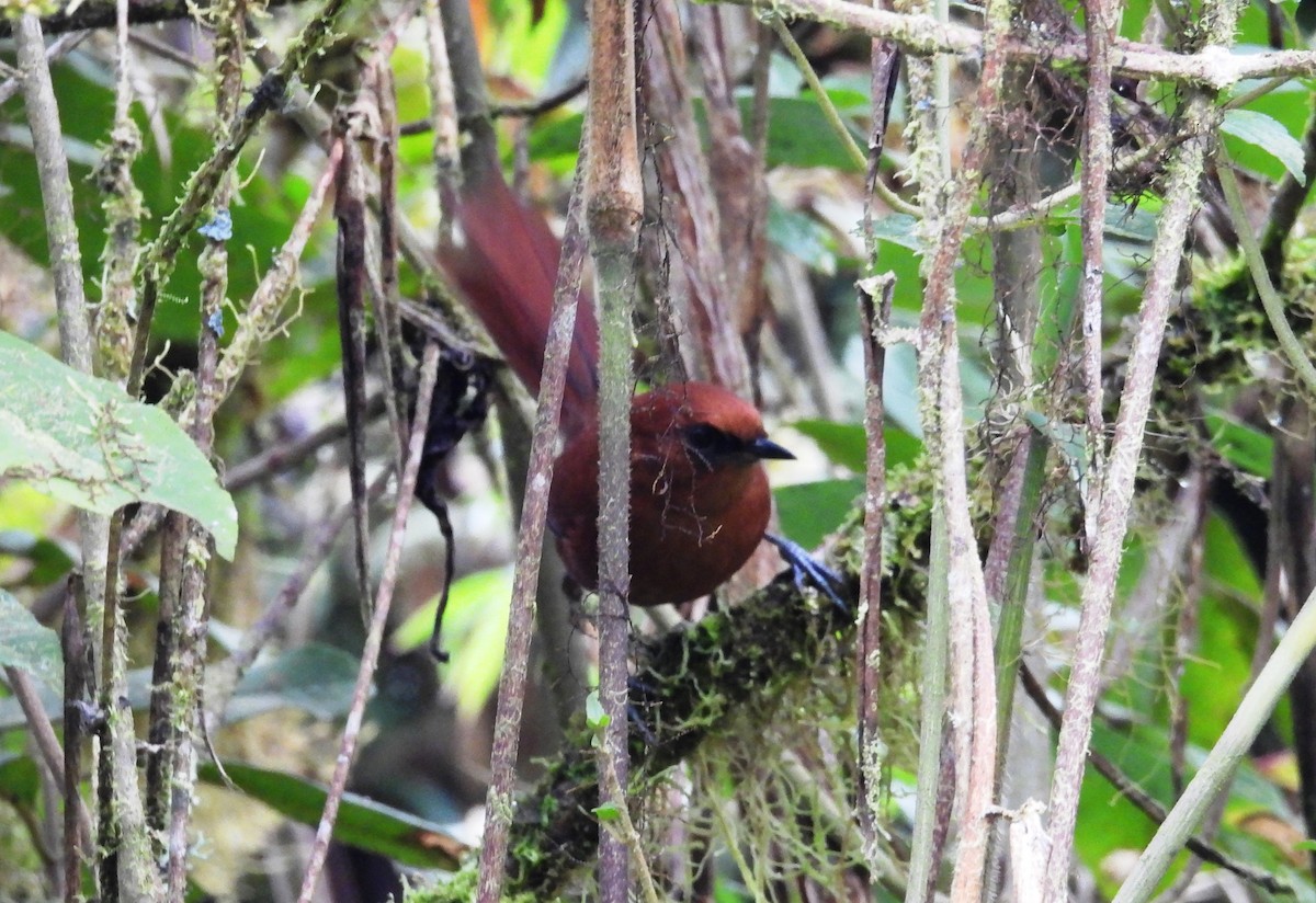 Rufous Spinetail - ML636070015