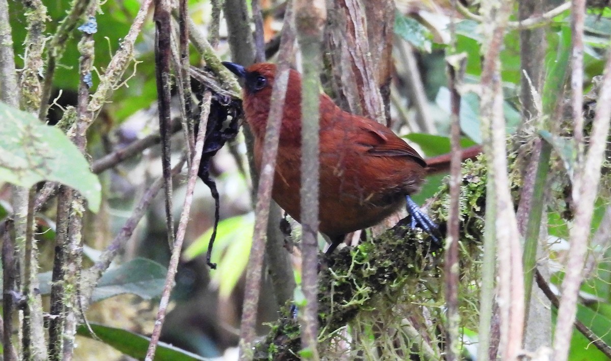 Rufous Spinetail - ML636070016