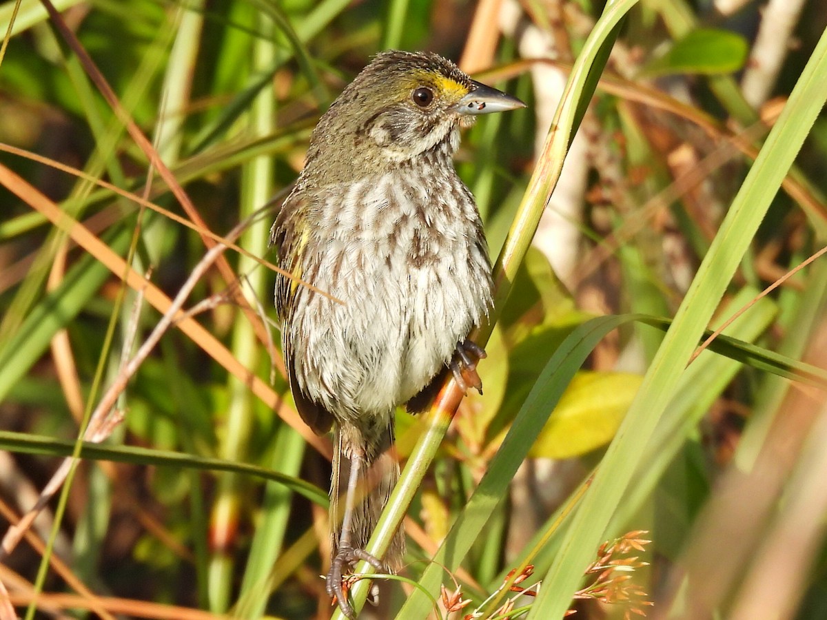 Seaside Sparrow (Cape Sable) - ML636070032