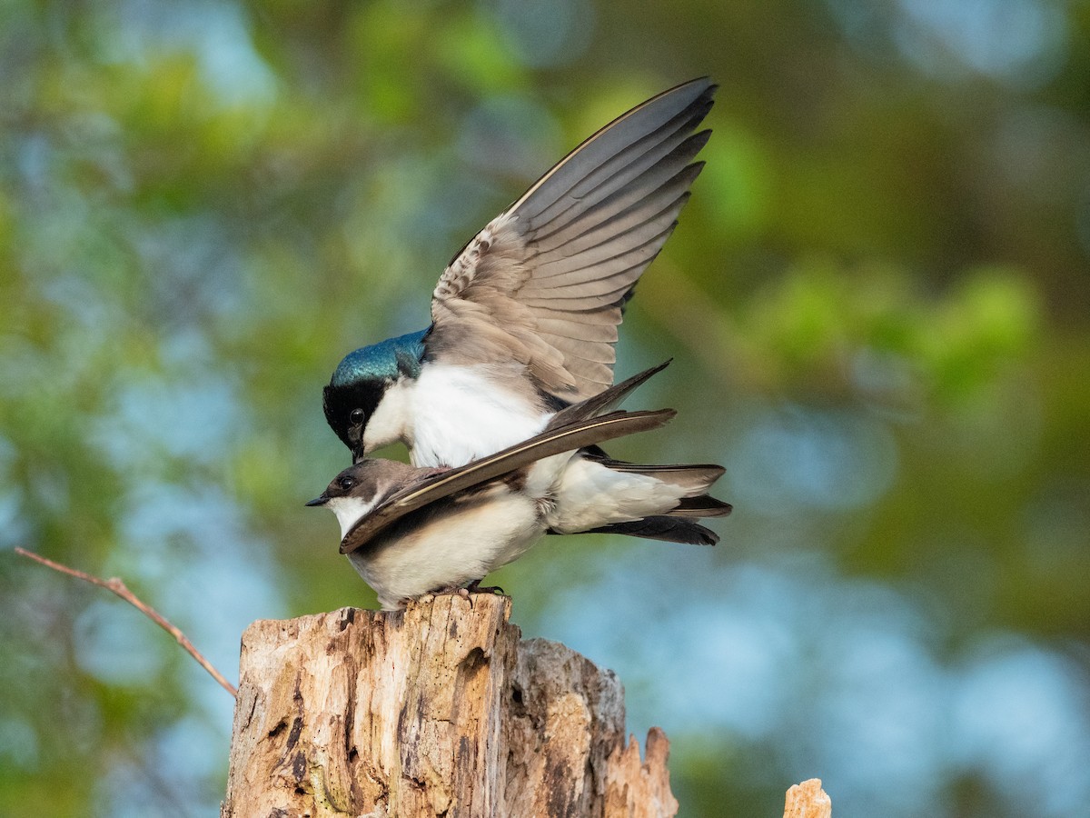 vlaštovka stromová - ML636070069