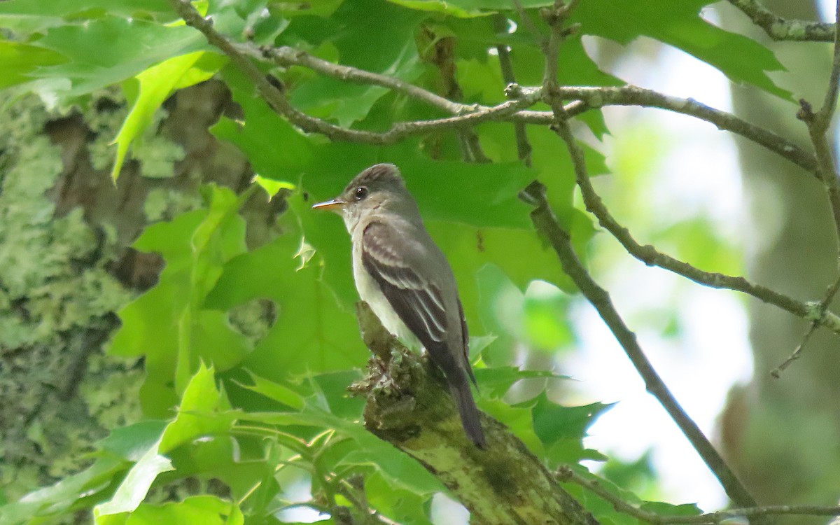 Eastern Wood-Pewee - ML636070081