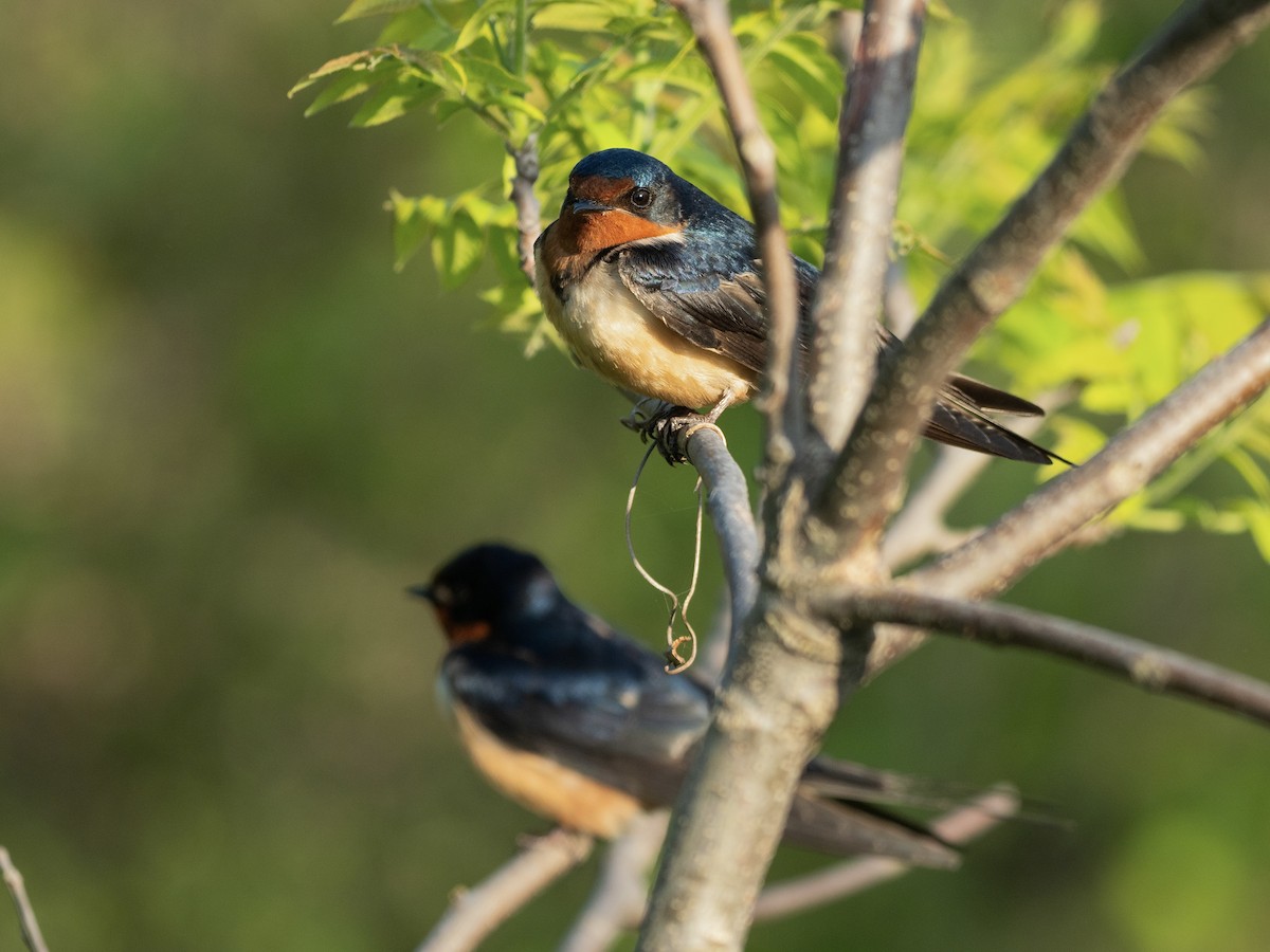 vlaštovka obecná - ML636070084