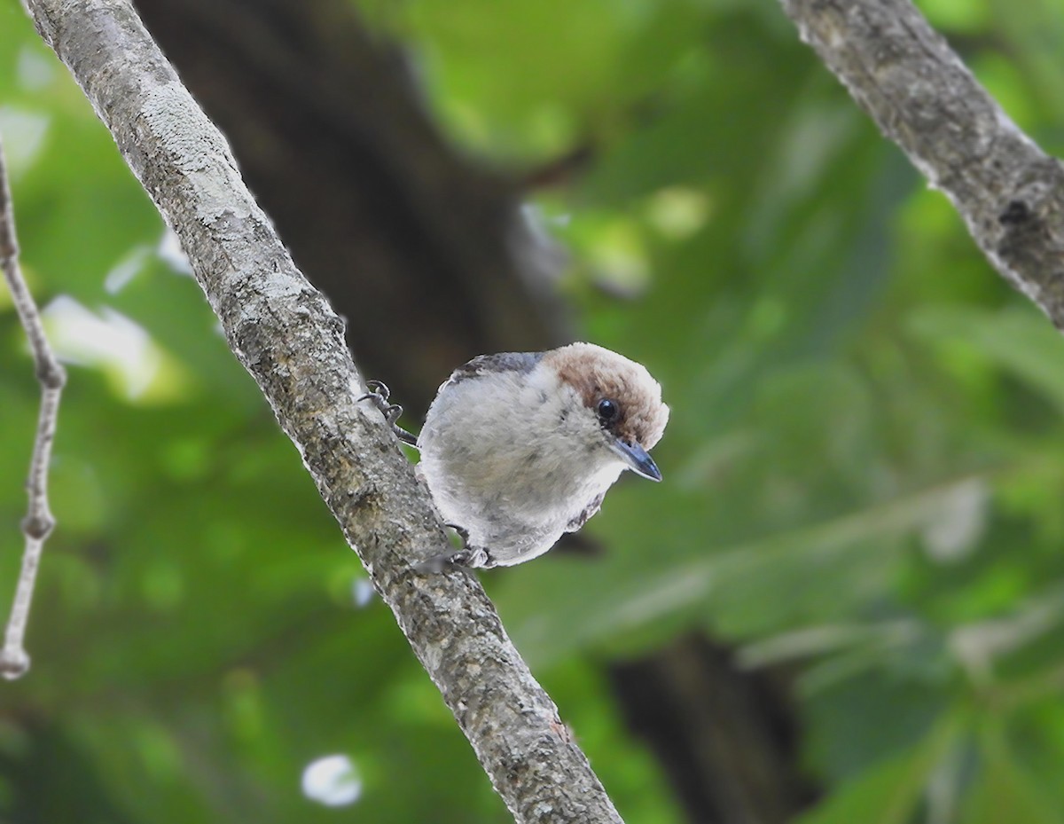 Brown-headed Nuthatch - ML636070094