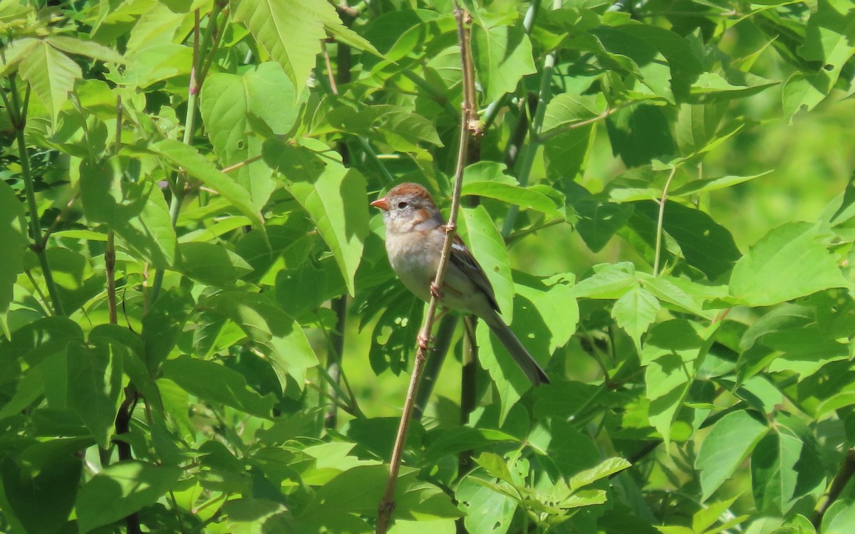Field Sparrow - ML636070098