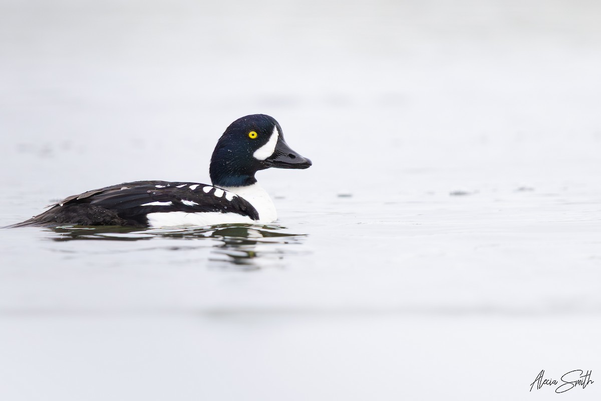 Barrow's Goldeneye - ML636070116