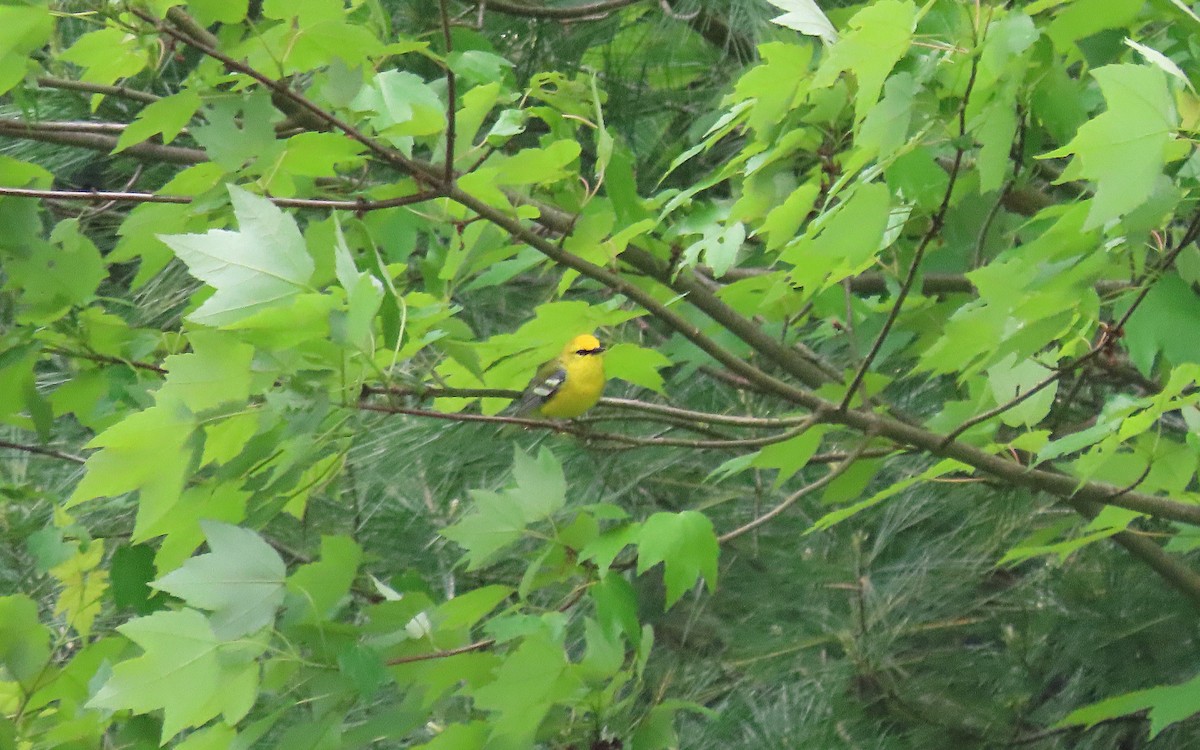 Blue-winged Warbler - ML636070121