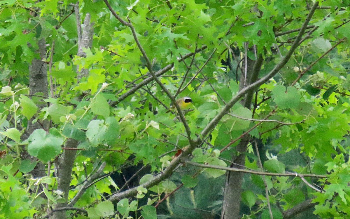 Common Yellowthroat - ML636070129