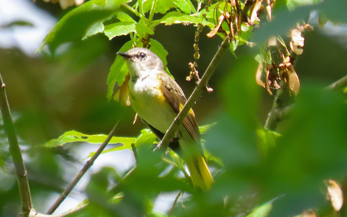American Redstart - ML636070133