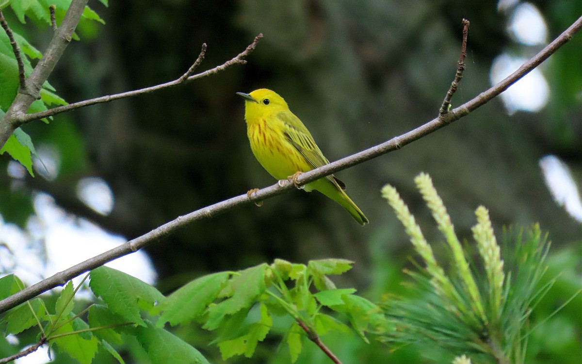 Yellow Warbler - ML636070137