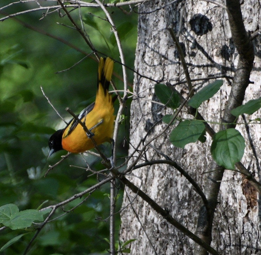 Baltimore Oriole - ML636070218